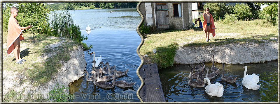лебеді на ставку в селі Моївка, фото на згадку