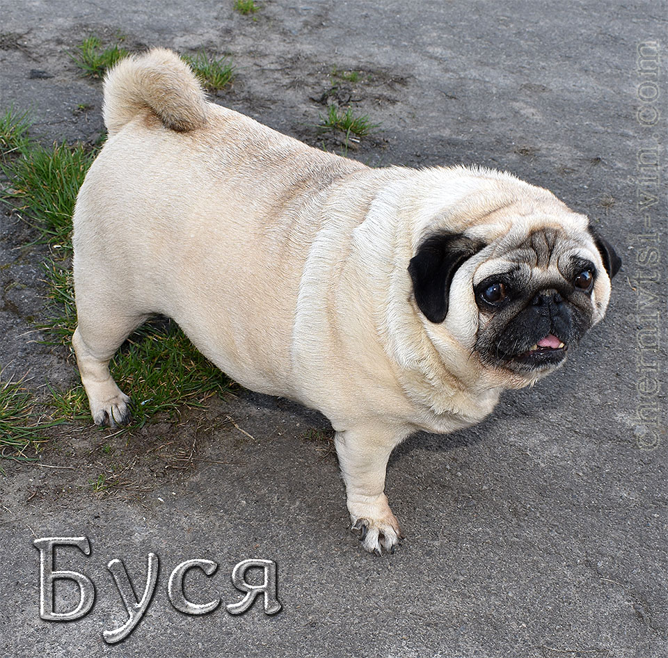 ������, ������ ����